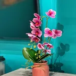 Ohana Appartement