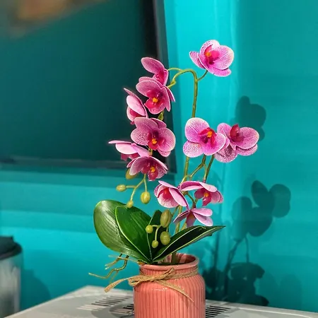 Ohana شقة